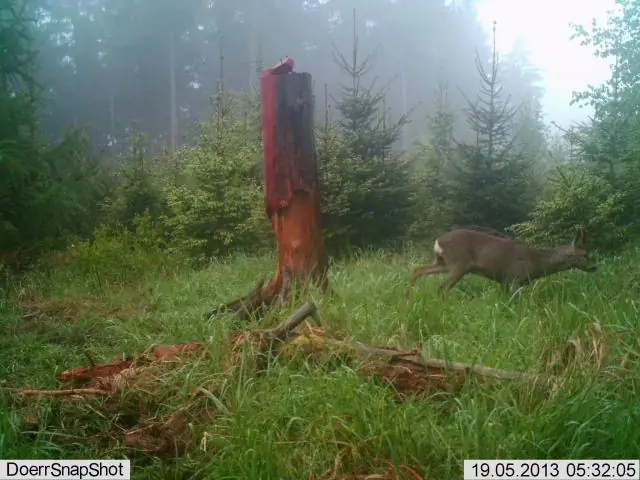 Как часто следует заменять дыхательный аппарат?