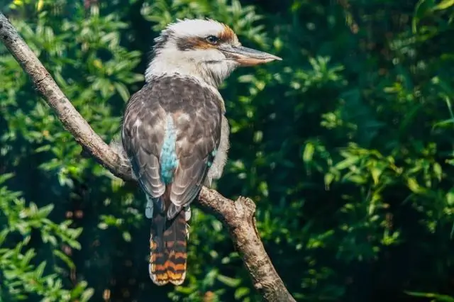 Можно ли использовать синих крабов в качестве наживки во Флориде?