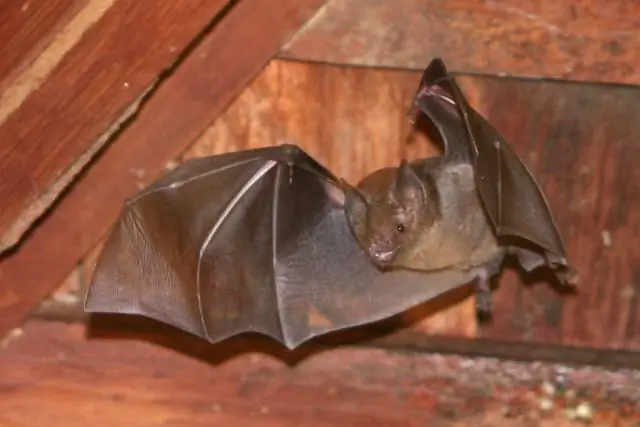 Как убрать летучих мышей с чердака?