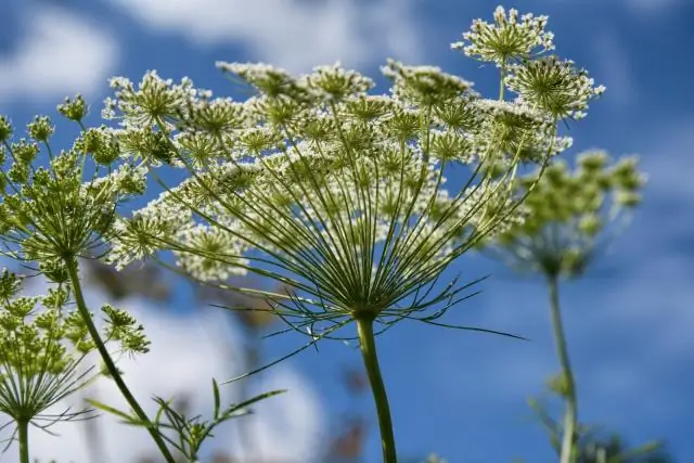 Как использовать стопорную гайку?