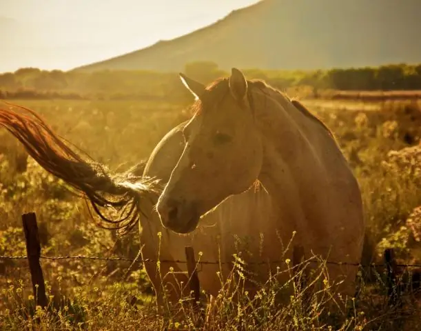 Как лошади заражаются протозойным миелоэнцефалитом лошадей?