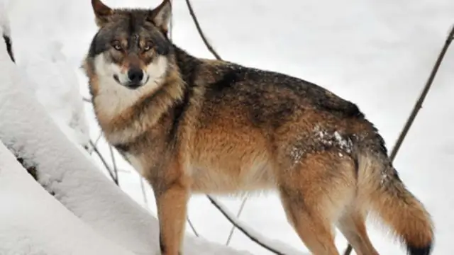 Что делать, если рыба вас кусает?