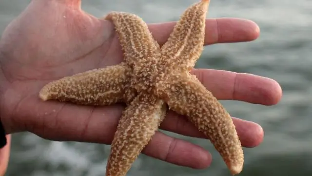 Какого цвета безопасные маркеры для воды?