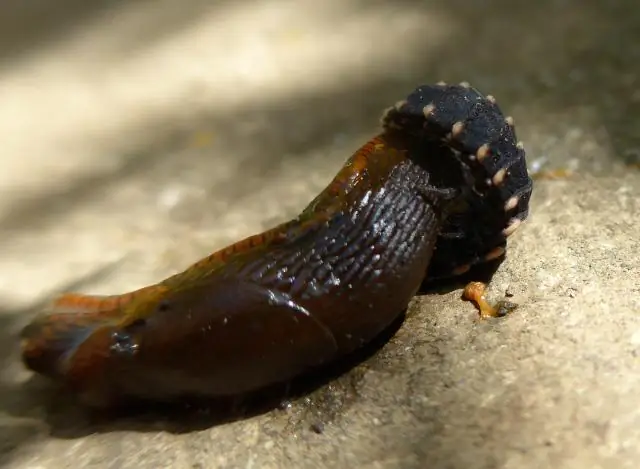 Что ест светящийся червь?