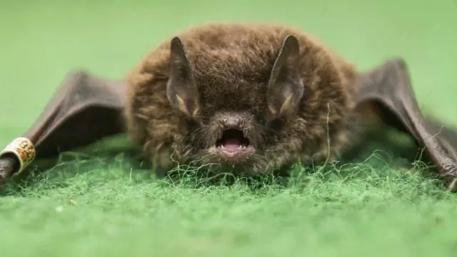 Летучие мыши живут в ящиках для птиц?