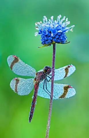 Что такое вкладка "Разработчик"?
