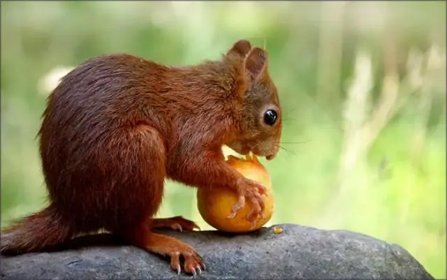 Есть ли сезон для охоты на белок?