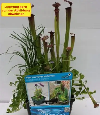 Как вы ухаживаете за корзинами Longaberger?