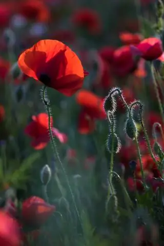 Что такое 4-часовой проект?