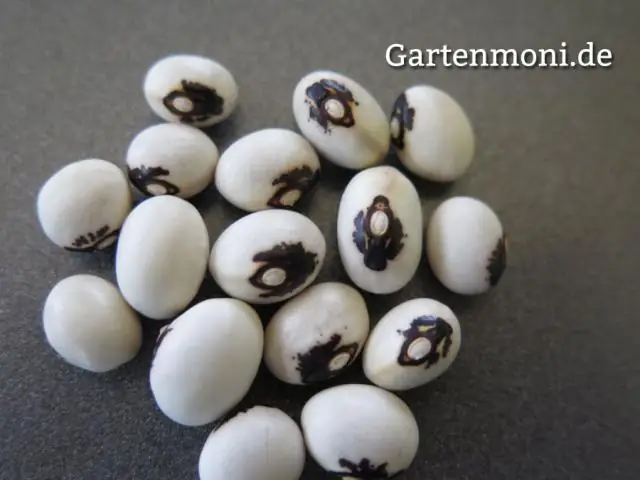 Как сохранить алую фасоль?