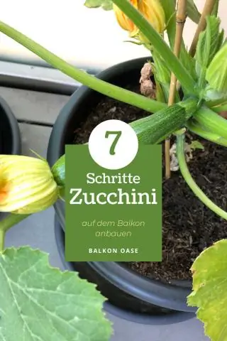 Можно ли выращивать кабачки в контейнерах?