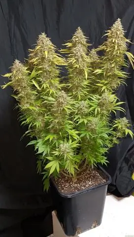 Что такое гидростатическая сила?