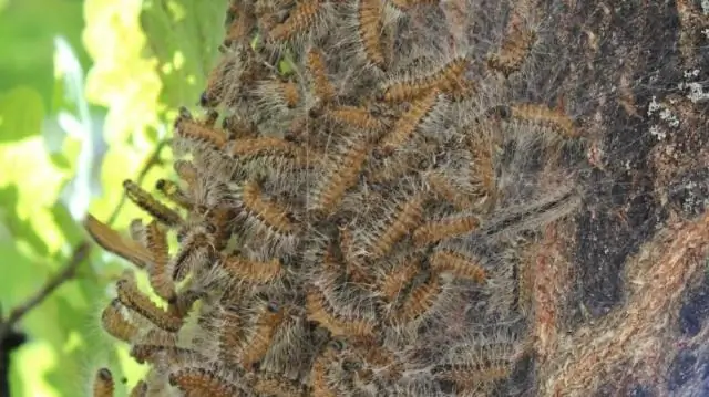 Ядовиты ли черви?