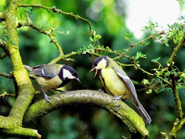 Почему больше нет червей?