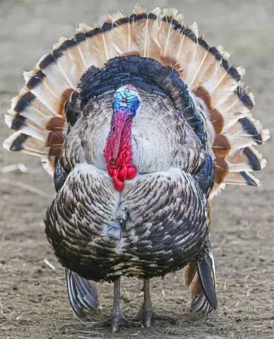 Хоки - это индейка?