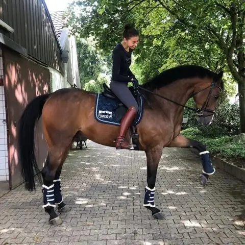 Что такое боты на лошадях?