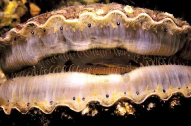 Что живет в раковине моллюска?