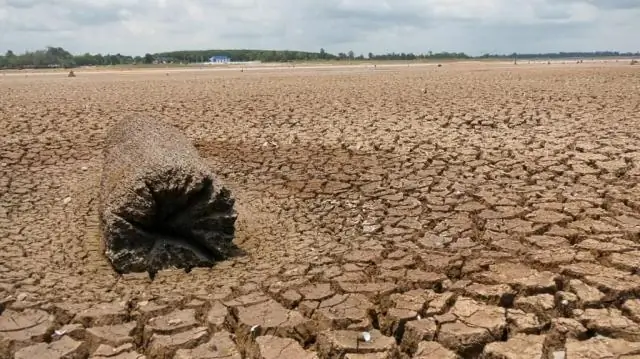 Сколько глав в «Собаке Баскервилей»?