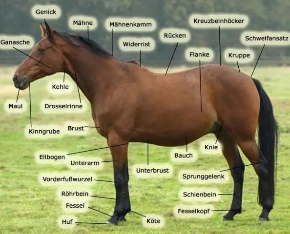 Как называется тело лошади?