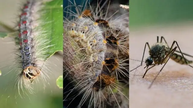 Как долго живут платаны?