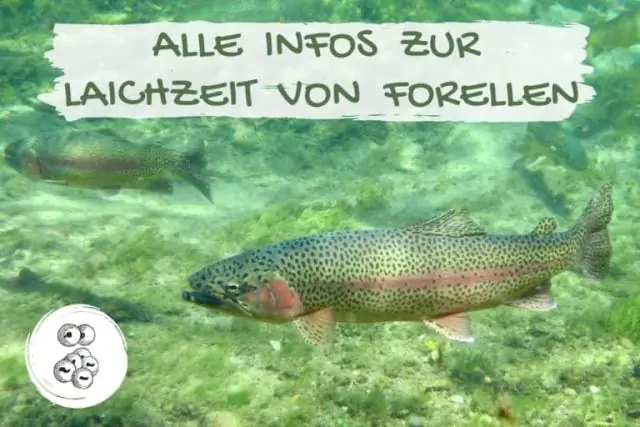 Выживет ли форель в пруду?