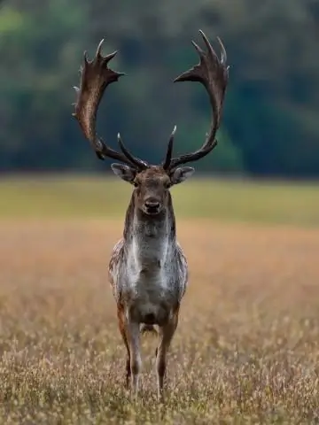 Где инвазивны лани?