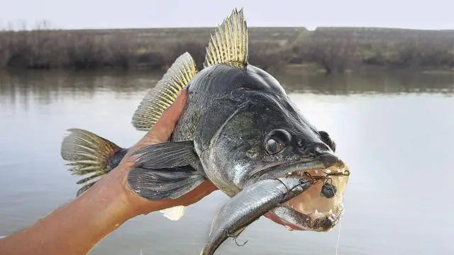 Как ловить рыбу на бусины со стальной головкой?