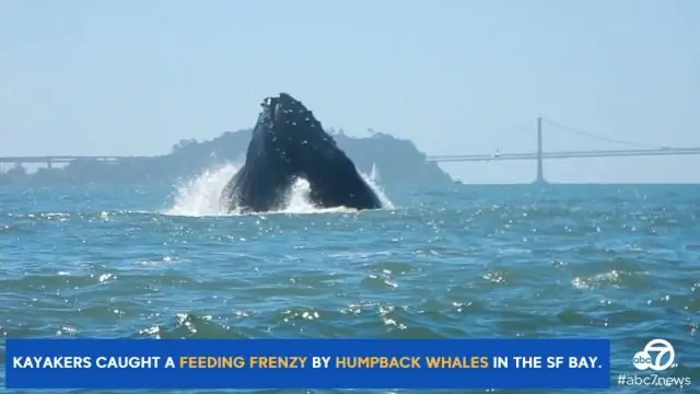 Какие киты водятся в заливе Сан-Франциско?