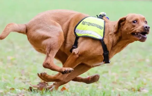 Вам нужен сертификат для дрессировки собак?