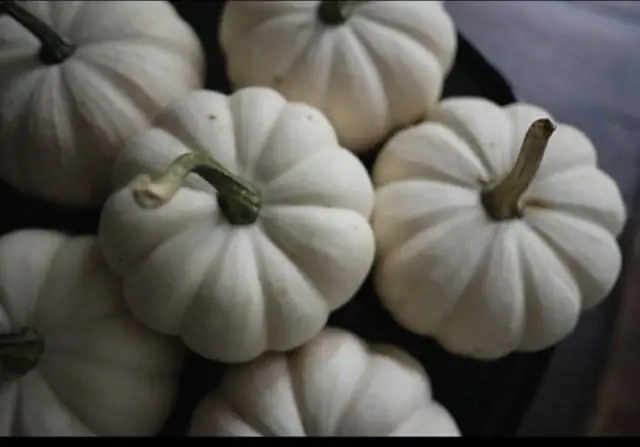 Можно ли выращивать тыкву из желудей в контейнере?