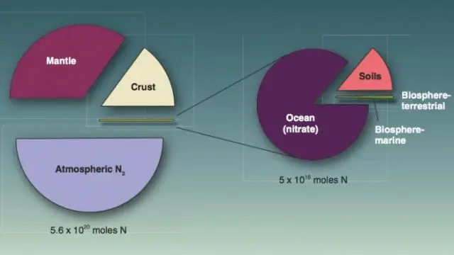 Зачем нужны бактерии в круговороте азота?