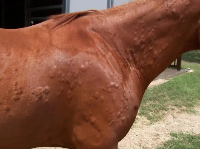 Что такое протеиновые шишки у лошадей?