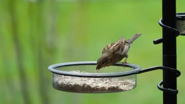 Кто такая Бенеата в изюме на солнце?