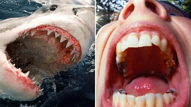 Сколько галлонов в моем бассейне Intex 18x52?