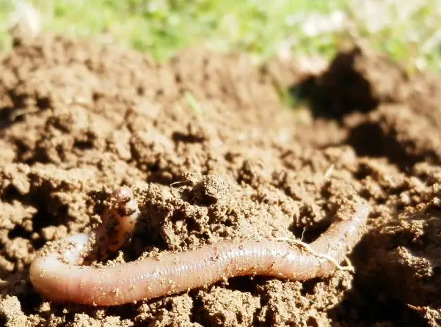 Как лучше всего сохранить дождевого червя?