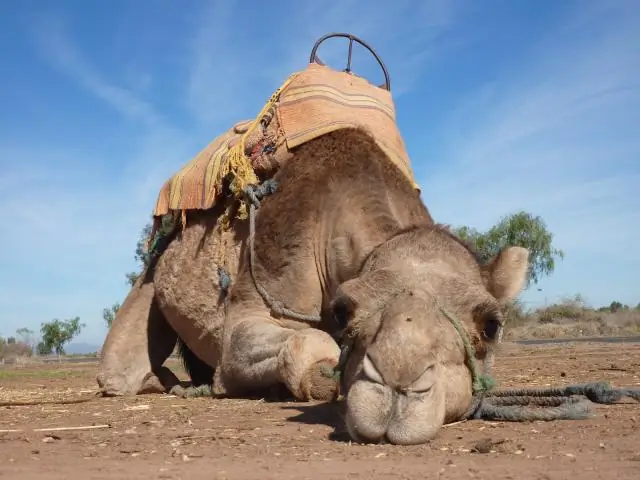 Какой самый большой верблюд в мире?