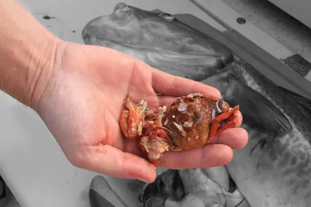 На какую приманку лучше всего ловить синих крабов?