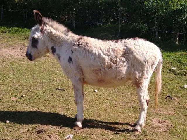 Могут ли ослы заразиться ламинитом?