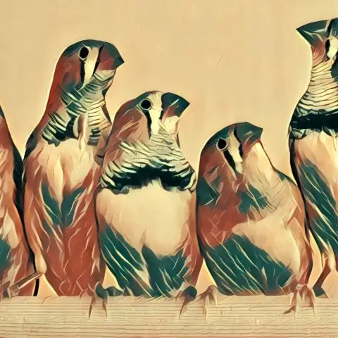 Каких птиц можно снимать в Техасе?