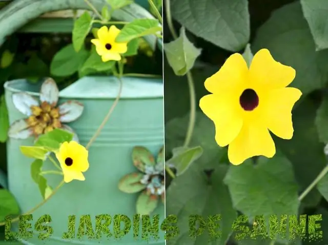 Который час гонки Black Eyed Susan?