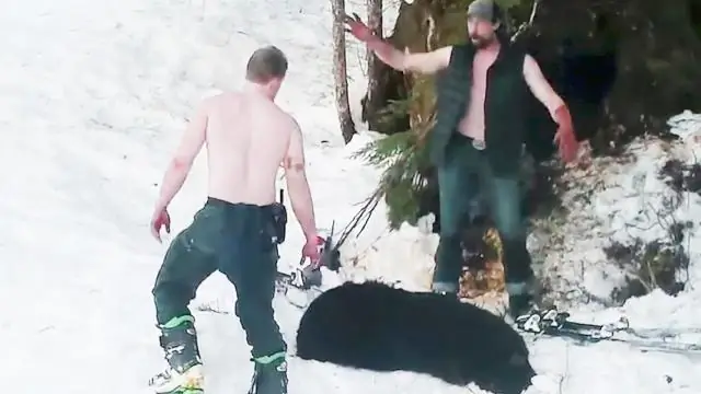 Что будет, если застрелить медведя?