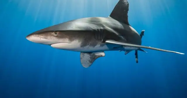 На дайверов нападают акулы?