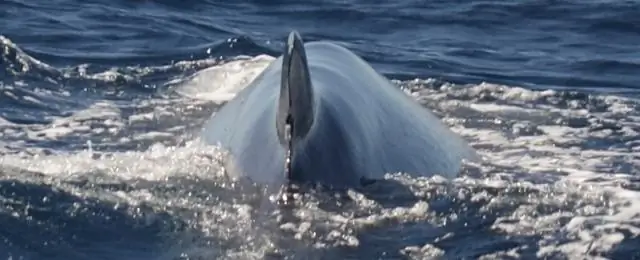 Куда мне пойти посмотреть на синего кита?