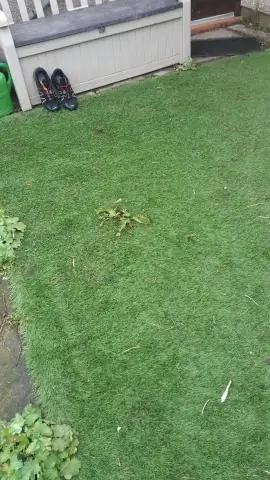 Как вырастить персиковое дерево из косточки в Мичигане?