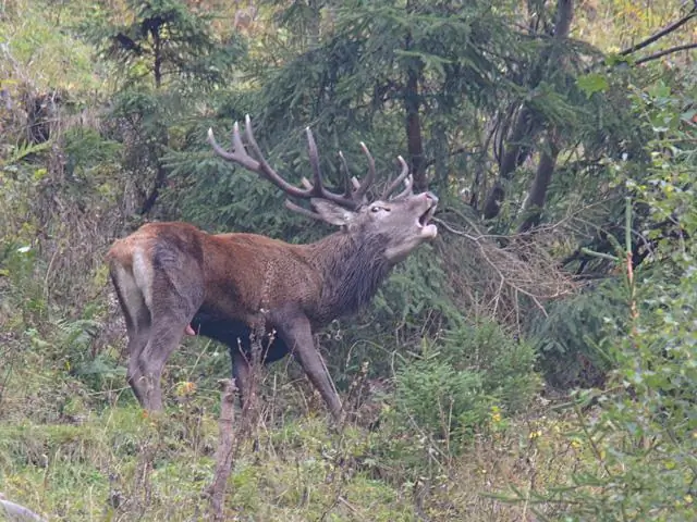 Что лучше всего посадить для оленей в Алабаме?