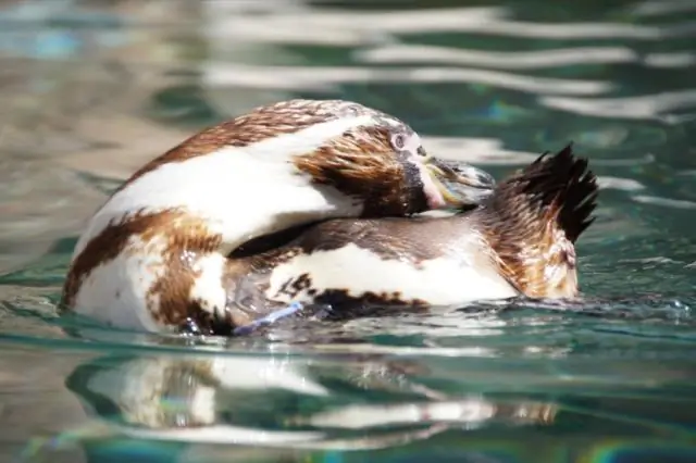 Было ли роллер-дерби настоящим?