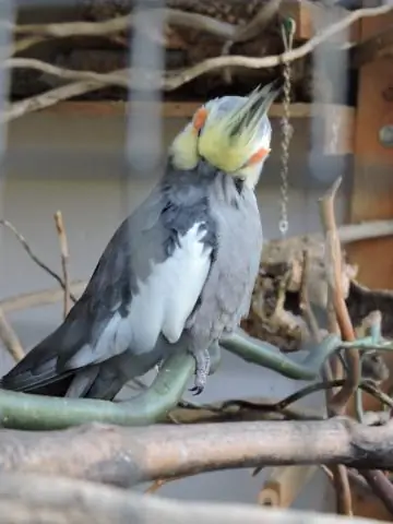 Какой воздух находится в автономном дыхательном аппарате?