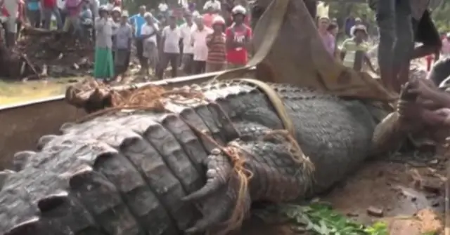 Какого роста вырастает бакопа?