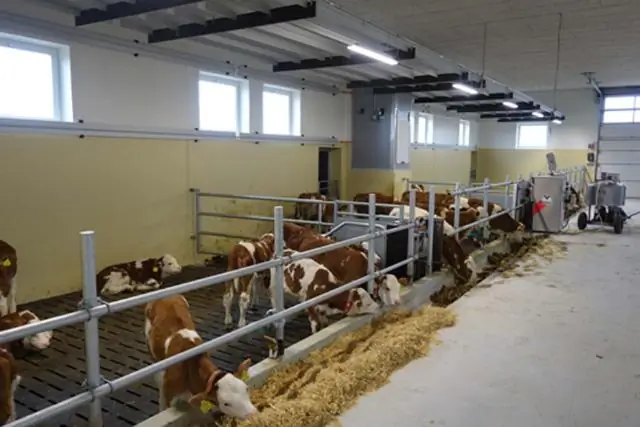 Сколько телят в загоне?