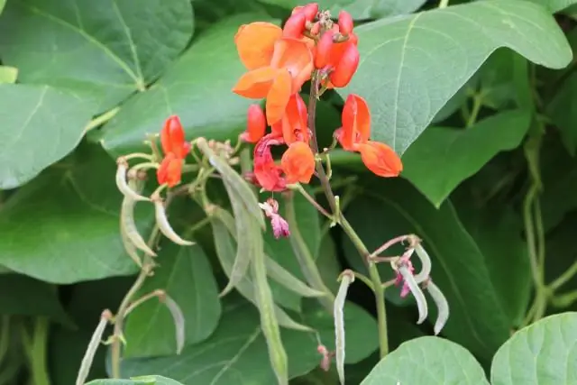 Как называют фасоль в Америке?